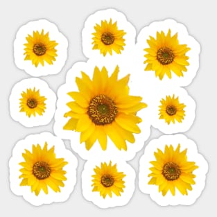 Sunflowers Bloom in a Blue Background - Groovy Summer Sticker